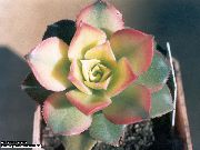 白 室内植物 丝绒玫瑰，飞碟厂，莲花掌属 (Aeonium) 照片