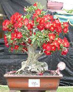 röd Krukväxter Desert Rose (Adenium) foto