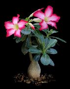 ピンク 屋内植物 砂漠の薔薇 (Adenium) フォト