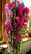 ροζ φυτά εσωτερικού χώρου Αρουραίος Κάκτος Ουρά (Aporocactus) φωτογραφία