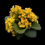 жовтий Домашні рослини Каланхое (Каланхое) (Kalanchoe) фото
