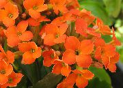помаранчевий Домашні рослини Каланхое (Каланхое) (Kalanchoe) фото