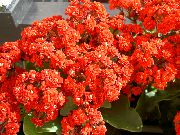 червоний Домашні рослини Каланхое (Каланхое) (Kalanchoe) фото
