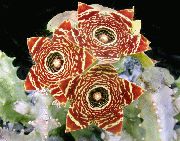 кафяв Стайни растения Мърша Цветя (Caralluma, Orbea) снимка
