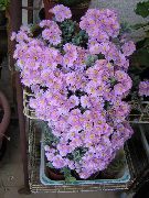 lilás Plantas de interior Oscularia  foto
