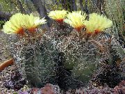 ყვითელი შიდა მცენარეები Astrophytum  ფოტო