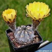 жълт Стайни растения Acanthocalycium  снимка