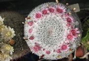 Alte Dame Kaktus, Mammillaria rosa Pflanze