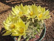 Gamla Damen Kaktus, Mammillaria gul Växt