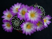 紫丁香 室内植物 老太太仙人掌，乳头状 (Mammillaria) 照片