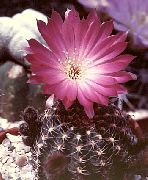 Cob Cactus rosa Planta