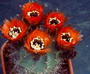 sarkans Telpaugi Vālīšu Kaktuss (Lobivia) foto