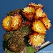 Cob Kaktusas oranžinis augalas