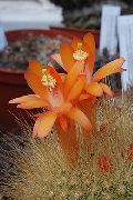 помаранчевий Домашні рослини Матукана (Matucana) фото