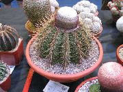 rosa Plantas de interior Turks Head Cactus (Melocactus) foto