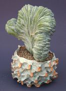 branco Plantas de interior Blue Candle, Blueberry Cactus (Myrtillocactus) foto