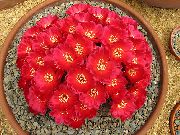Sulcorebutia червен Растение