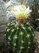 Hamatocactus gulur Planta
