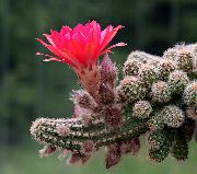bándearg Plandaí faoi dhíon Cactus Peanut (Chamaecereus) grianghraf