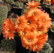 Arachidi Cactus arancione Impianto