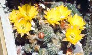 amarelo Plantas de interior Peanut Cactus (Chamaecereus) foto