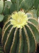 Eriocactus жълт Растение