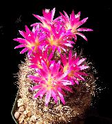 рожевий Домашні рослини Еріосіце (Eriosyce) фото