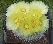 gul Innendørs planter Ball Kaktus (Notocactus) bilde