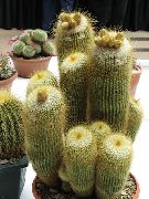 gelb Zimmerpflanzen Ball Cactus (Notocactus) foto