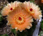 оранжев Стайни растения Топка Кактус (Notocactus) снимка