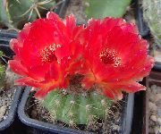 sarkans Telpaugi Ball Kaktuss (Notocactus) foto
