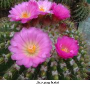 rosa Zimmerpflanzen Ball Cactus (Notocactus) foto