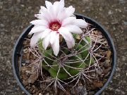 valkoinen Huonekasvit Pallo Kaktus (Notocactus) kuva