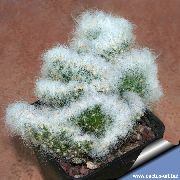 赤 屋内植物 ウチワサボテン (Opuntia) フォト
