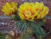 gelb Zimmerpflanzen Kaktusfeige (Opuntia) foto