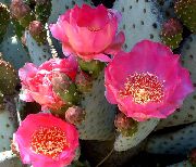 rosa Innendørs planter Prikkete Pære (Opuntia) bilde