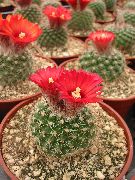 წითელი შიდა მცენარეები Tom Thumb (Parodia) ფოტო