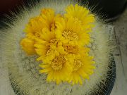 geltonas Vidinis augalai Nykštukas (Parodia) nuotrauka
