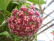 Hoya, Līgavas Pušķis, Madagaskara Jasmīns, Vaska Zieds, Vainags Ziedu, Floradora, Havaju Kāzu Ziedu bordo 