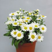 белы Хатнія расліны Хрызантэма Кветка (Chrysanthemum) фота