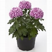 lilac Inni plöntur Florists Mamma, Pottinn Mamma Blóm (Chrysanthemum) mynd