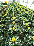 жут  Зебра Биљка, Наранџаста Шкампи Биљка Цвет (Aphelandra) фотографија