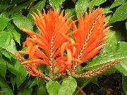 помаранчевий Домашні рослини Афеландра Квітка (Aphelandra) фото