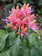 粉红色 室内植物 斑马厂，橙虾厂 花 (Aphelandra) 照片