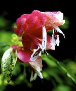 bijela  Crvena Kozica Biljka Cvijet (Beloperone guttata) foto