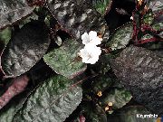 Vafeļu Augs balts Zieds