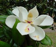 Magnolia hvítur Blóm