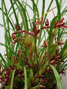 claret Inni plöntur Kókos Baka Orchid Blóm (Maxillaria) mynd