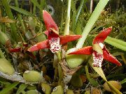 rauður Inni plöntur Kókos Baka Orchid Blóm (Maxillaria) mynd