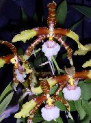 Tiiger Orchid, Maikelluke Orhidee pruun Lill